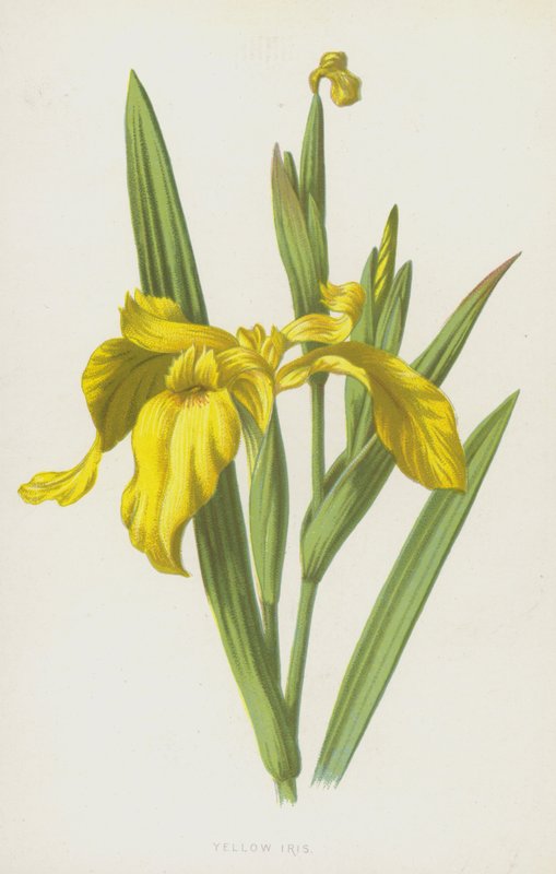Yellow Iris by Frederick Edward Hulme