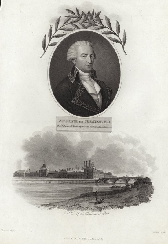 Antoine de Jussieu by French School