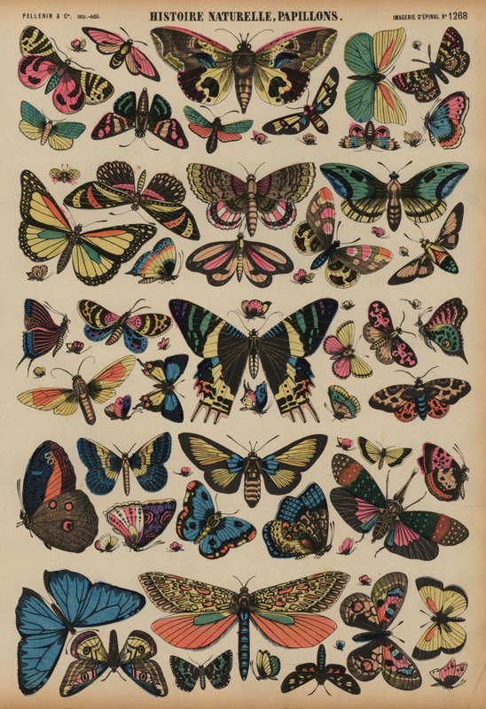Butterflies by French School