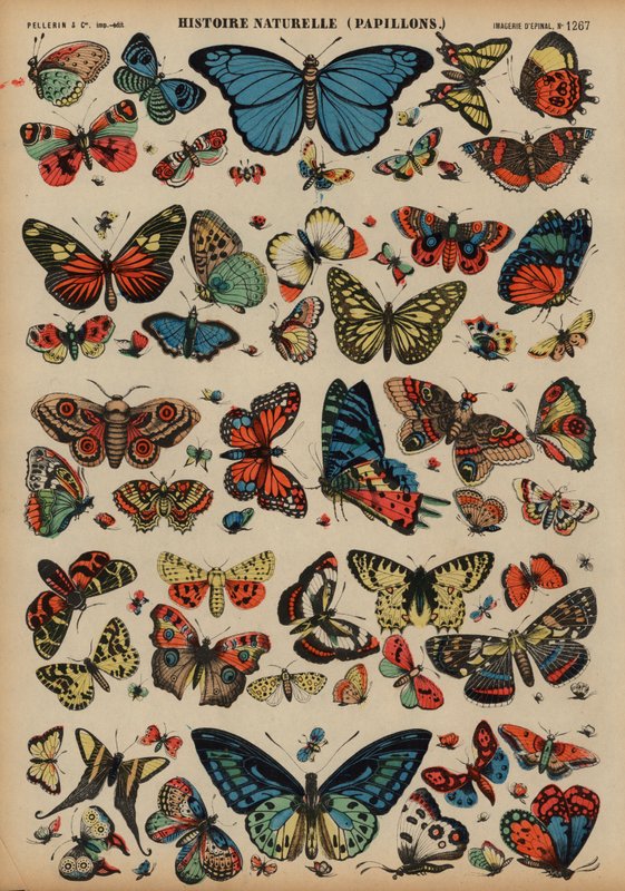 Butterflies by French School