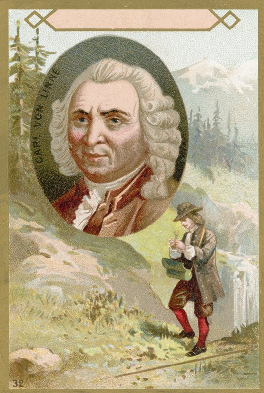 Carl Linnaeus by French School