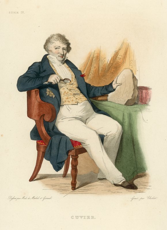 Cuvier by French School