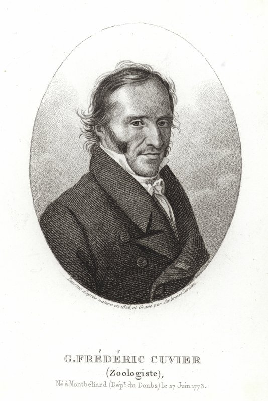George Cuvier by French School