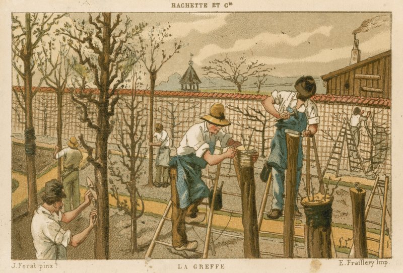 Grafting Trees by French School