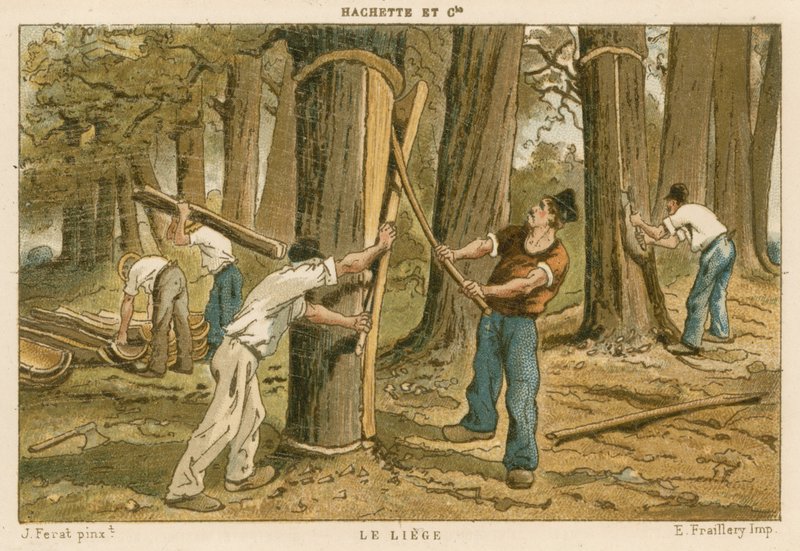 Harvesting Cork by French School
