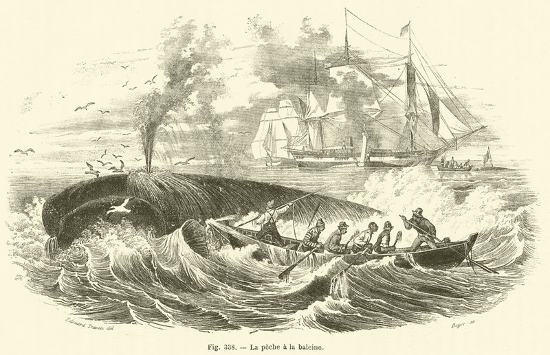 Whale Fishing by French School