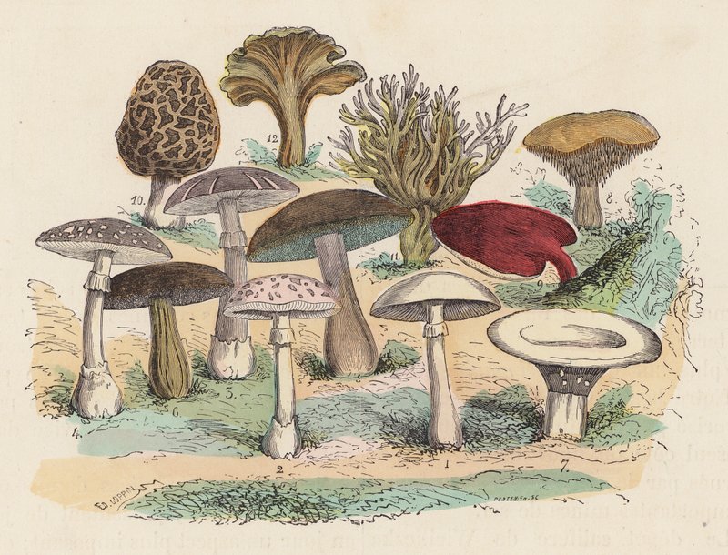 Mushrooms by French School