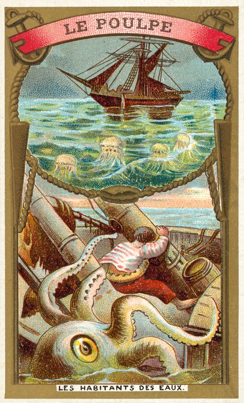 Octopus by French School