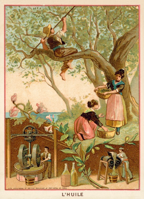 Olive Oil by French School