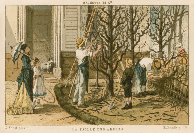 Pruning Trees by French School
