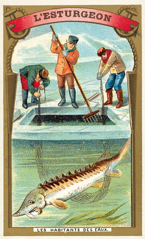 Sturgeon by French School