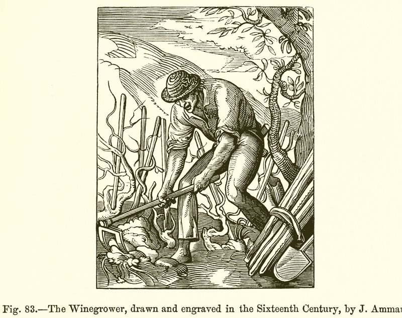 The Winegrower by French School