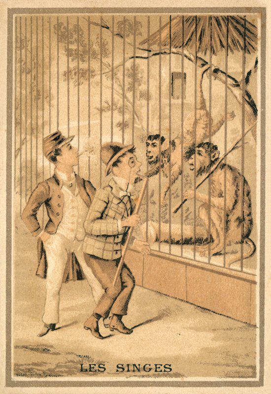 The monkeys by French School