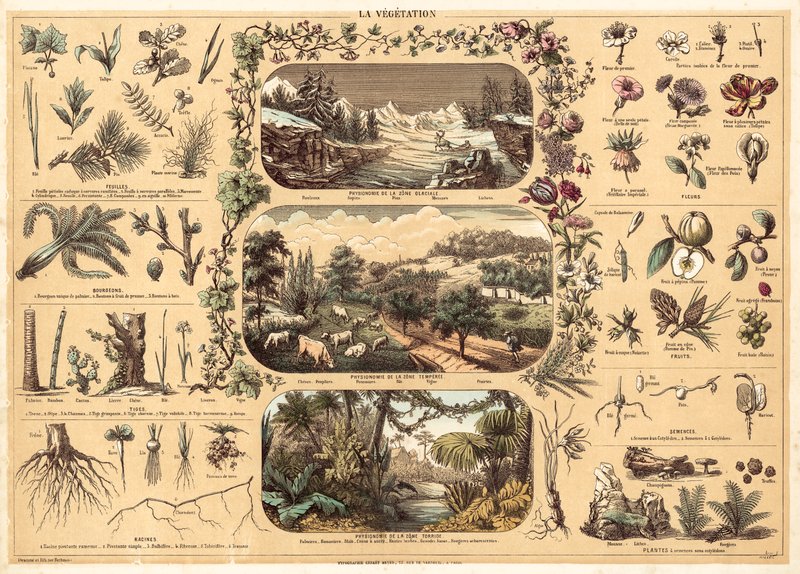 Vegetation by French School