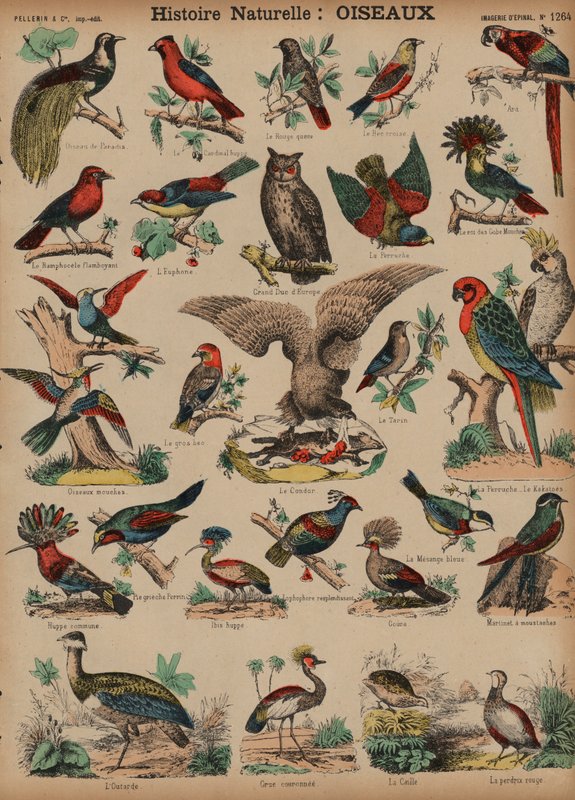 Wild birds by French School