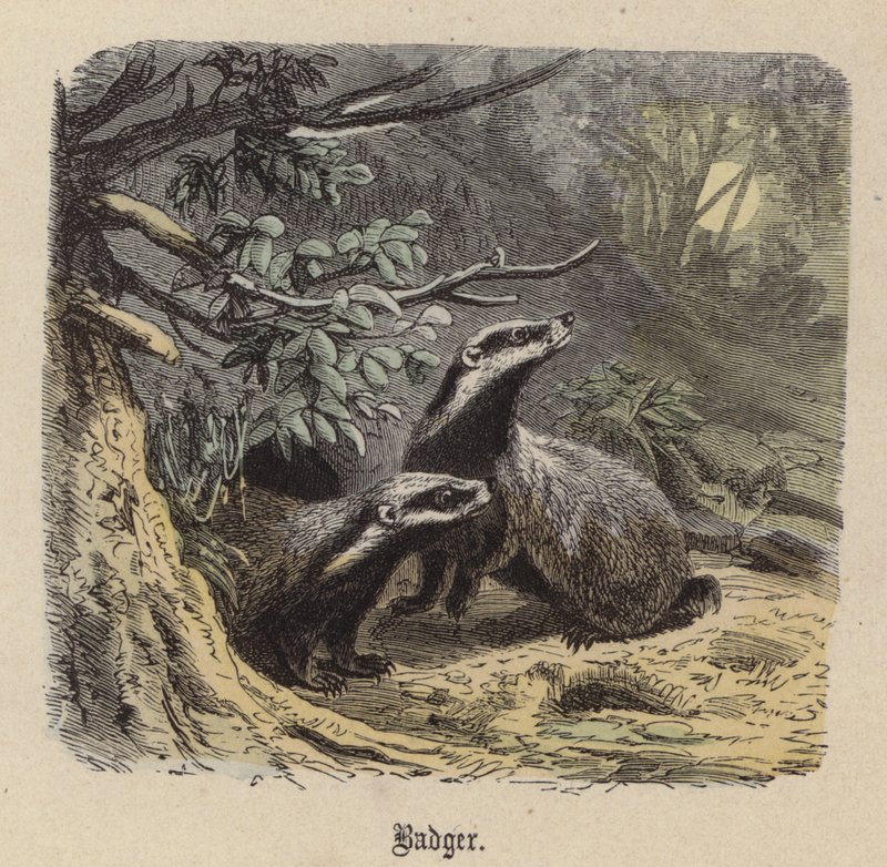 Badger by Friedrich Specht