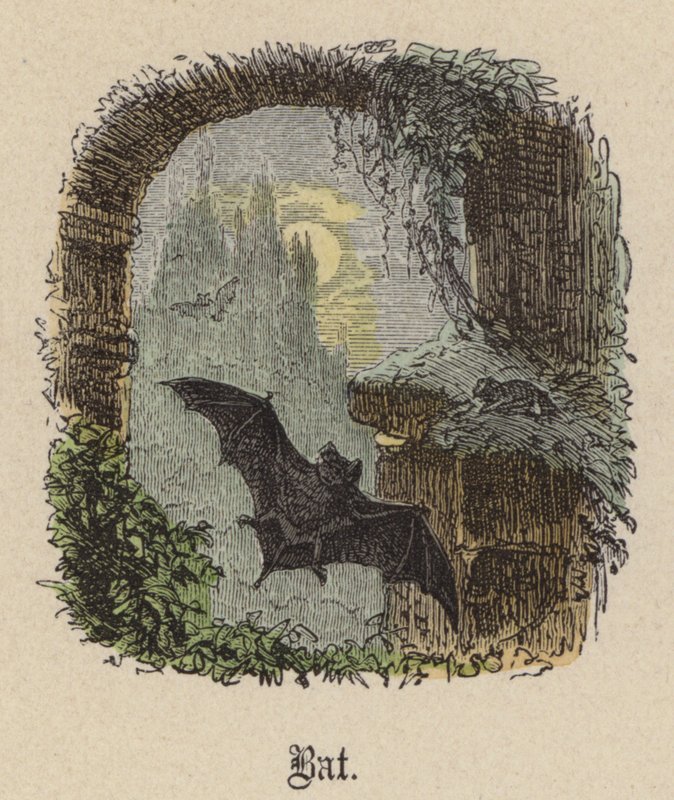 Bat by Friedrich Specht