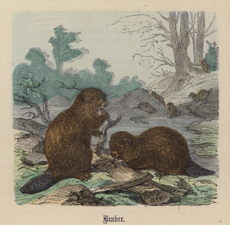 Beaver by Friedrich Specht