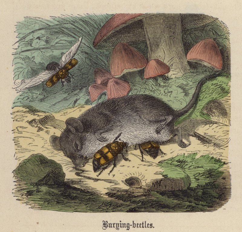 Burying-beetles by Friedrich Specht