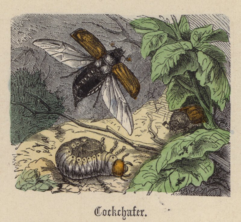 Cockchafer by Friedrich Specht