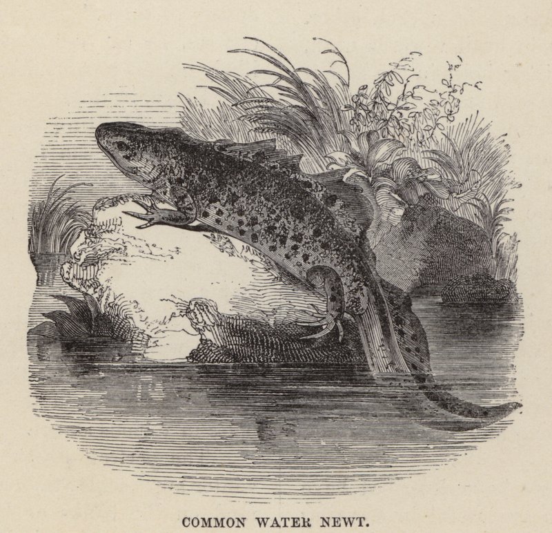 Common Water Newt by Friedrich Specht