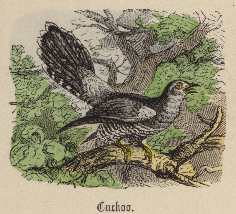 Cuckoo by Friedrich Specht