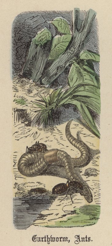 Earthworm, Ants by Friedrich Specht