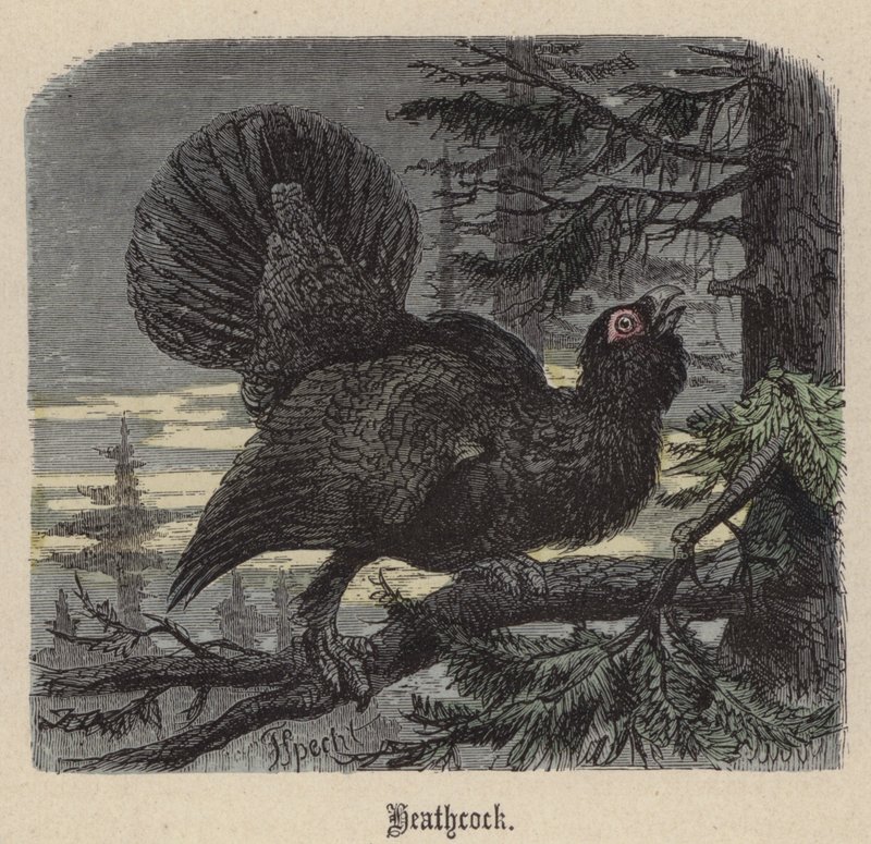 Heathcock by Friedrich Specht