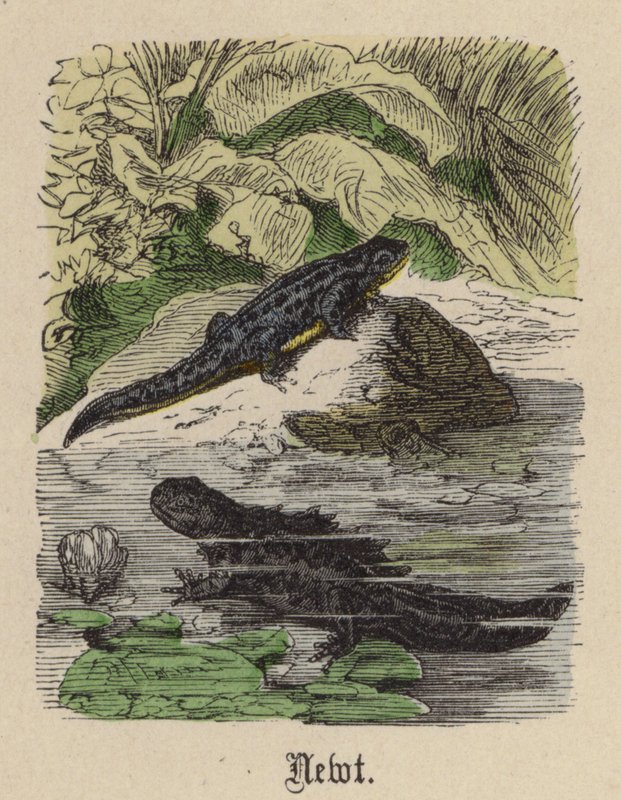 Newt by Friedrich Specht