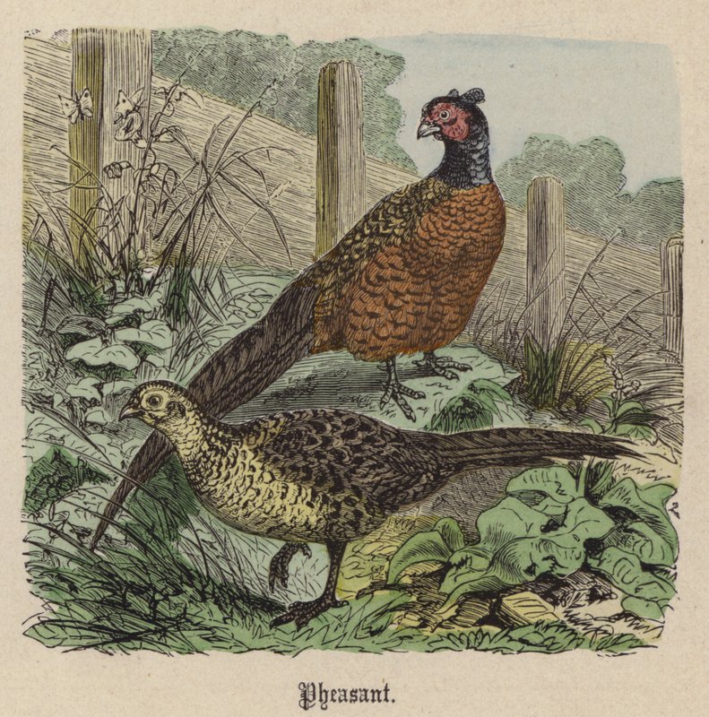Pheasant by Friedrich Specht