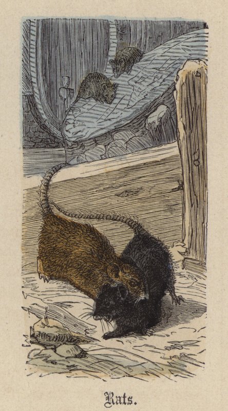Rats by Friedrich Specht