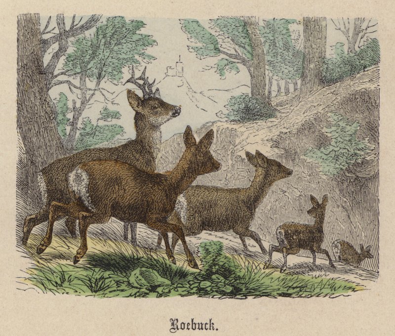 Roebuck by Friedrich Specht