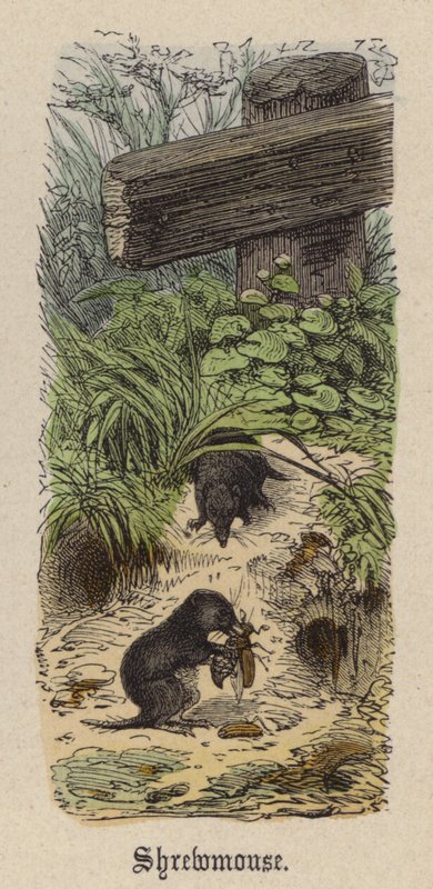 Shrewmouse by Friedrich Specht