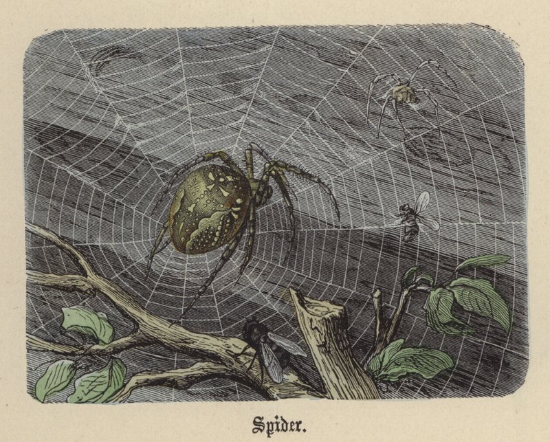 Spider by Friedrich Specht