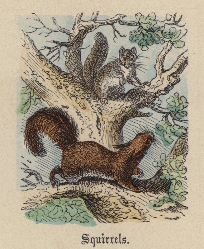 Squirrels by Friedrich Specht