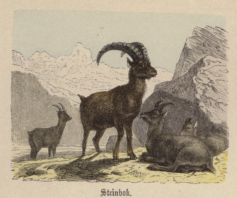 Steinbok by Friedrich Specht