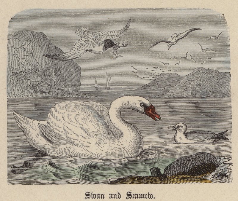 Swan and Seamew by Friedrich Specht
