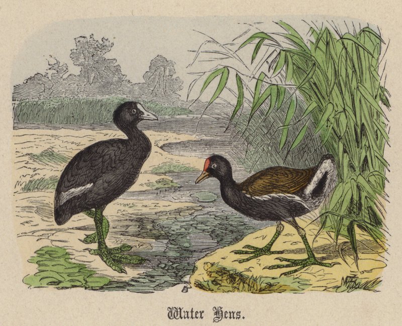 Water Hens by Friedrich Specht