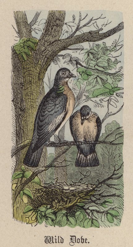 Wild Dove by Friedrich Specht