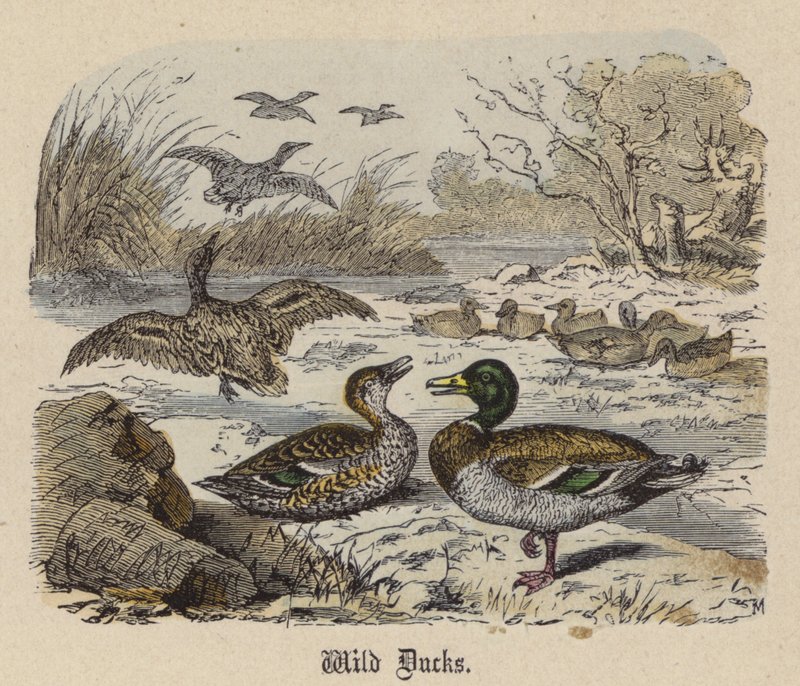 Wild Ducks by Friedrich Specht