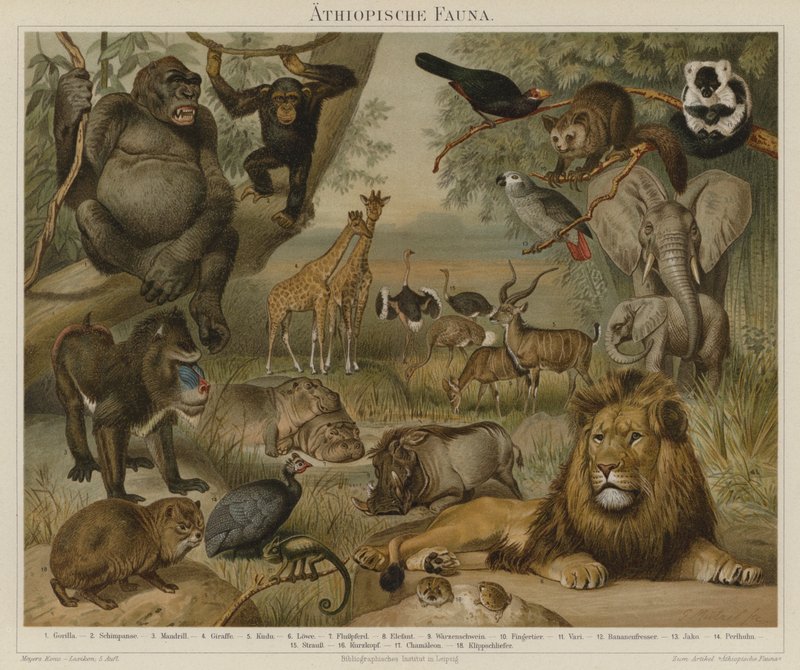 African fauna by German School