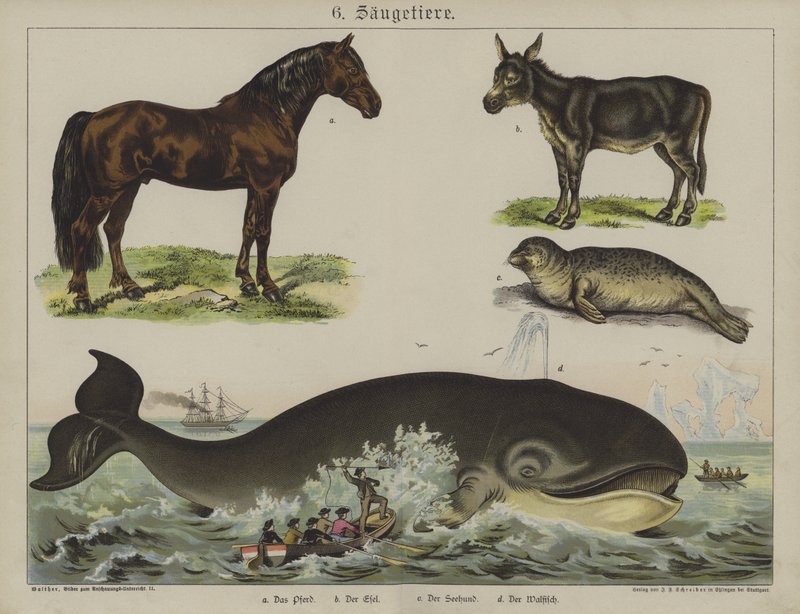 Animals by German School
