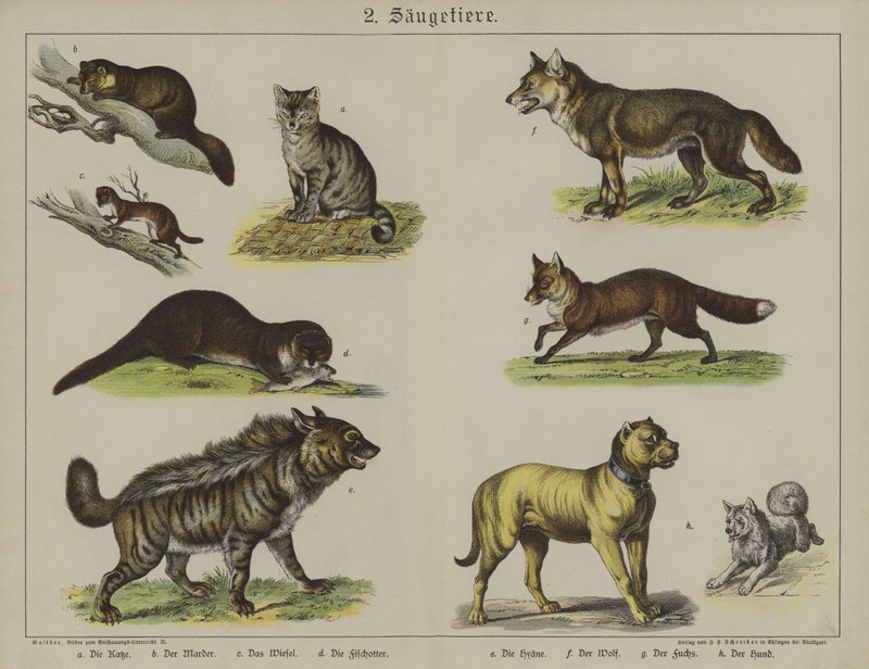 Animals by German School
