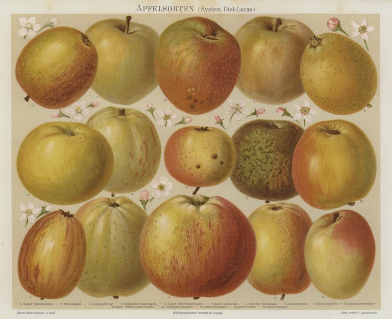 Apples by German School