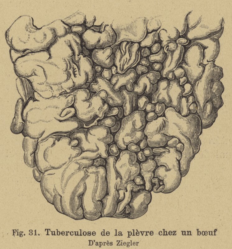 Bovine tuberculosis by German School