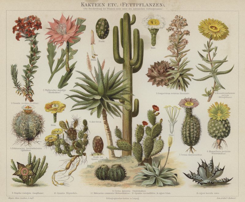 Cacti and succulents by German School