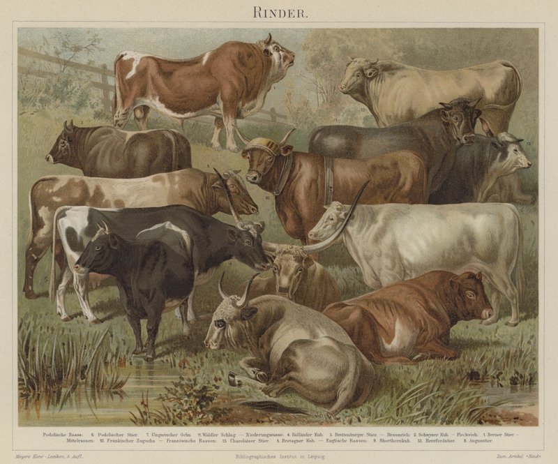 Cattle by German School