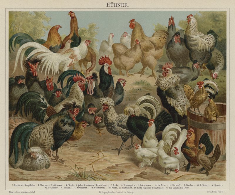 Chickens by German School