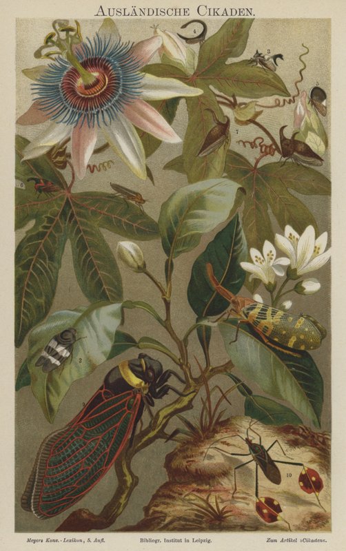 Cicadas by German School
