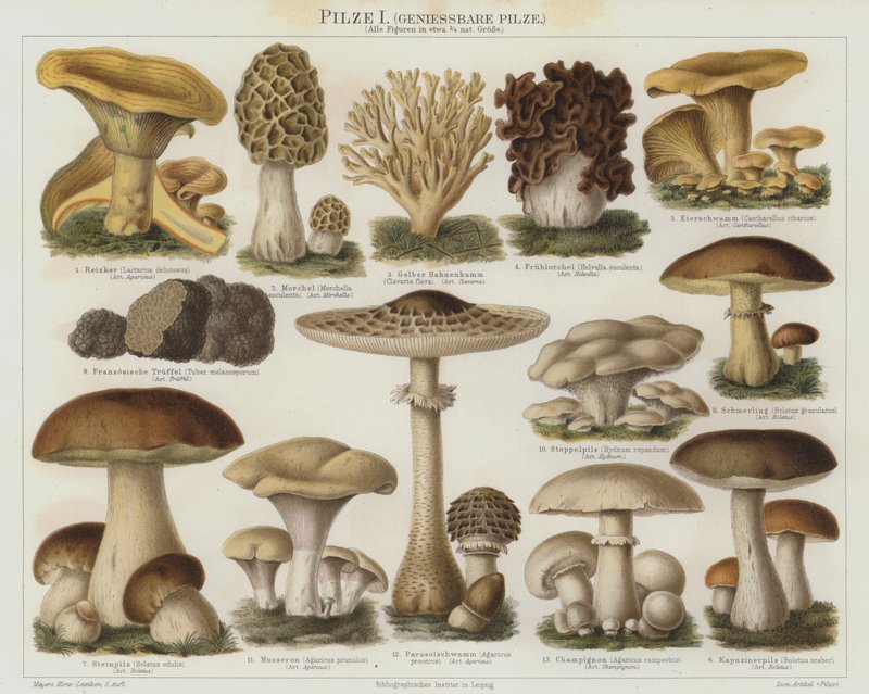 Edible fungi by German School